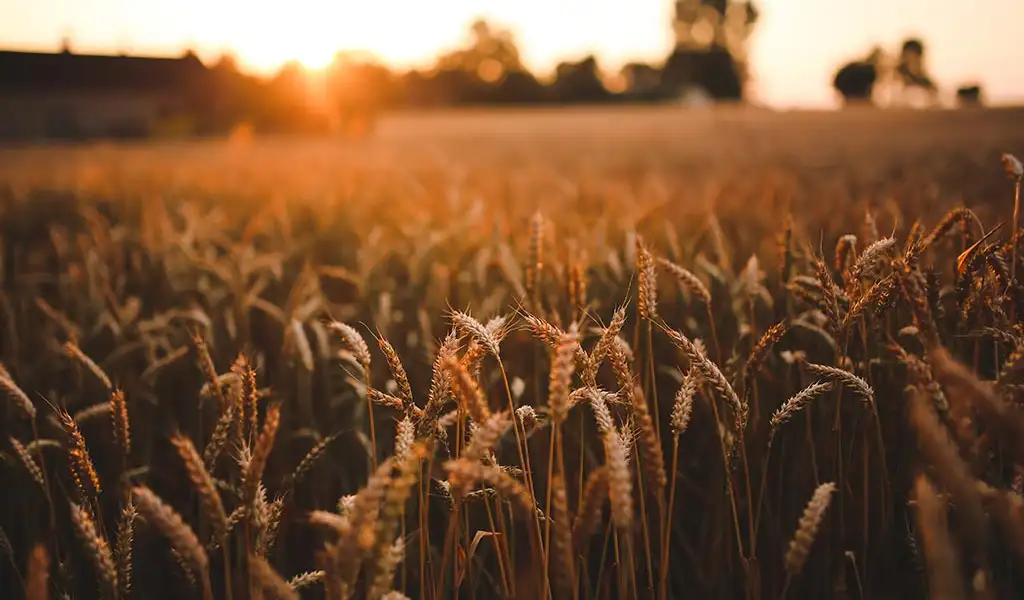 Passion for the Harvest