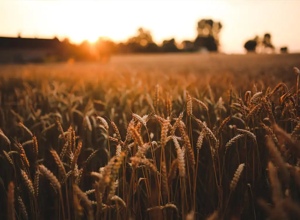 Passion for the Harvest